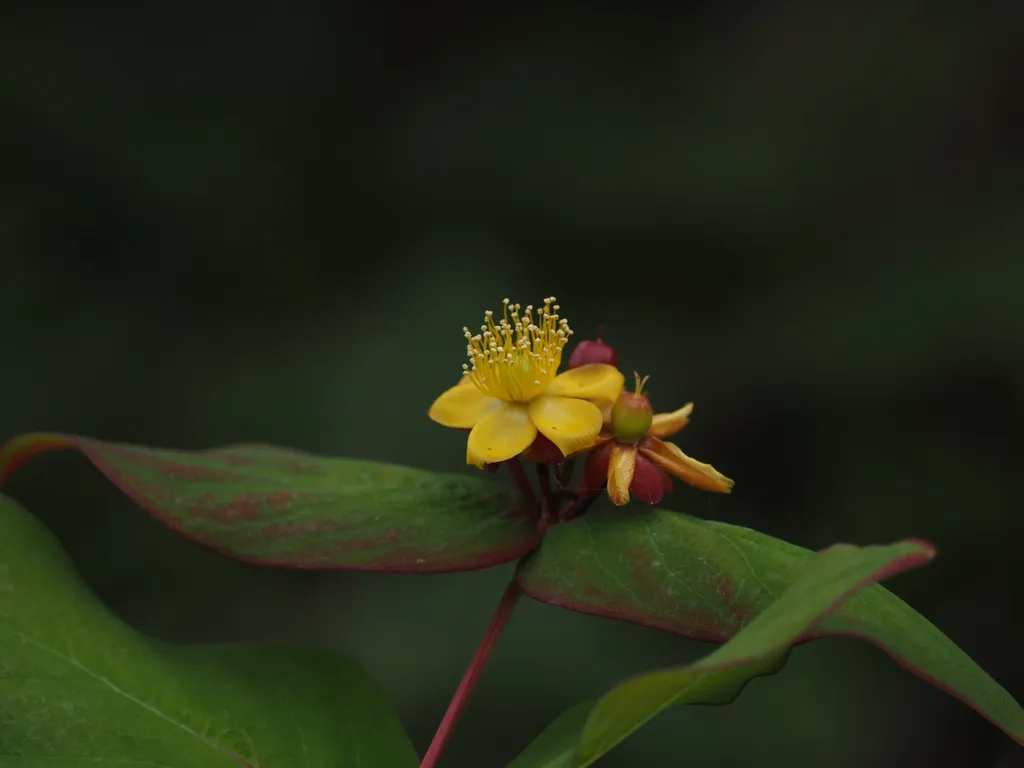 a small yellow flower on a bush