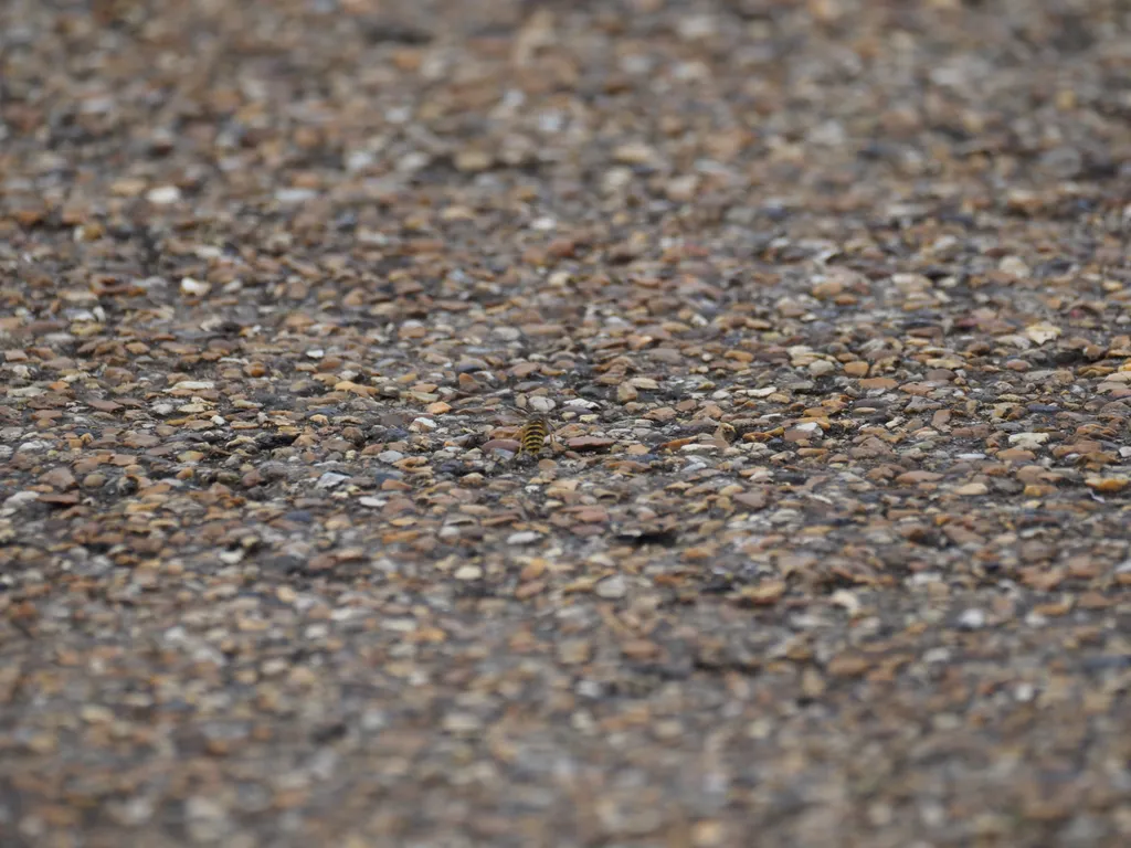 a wasp walking away on a path after biting me