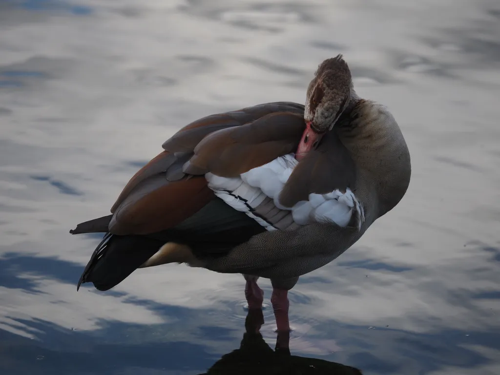 a goose preening in a lake