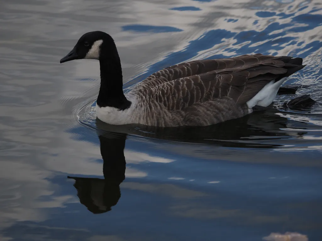 a goose swimming in a lake