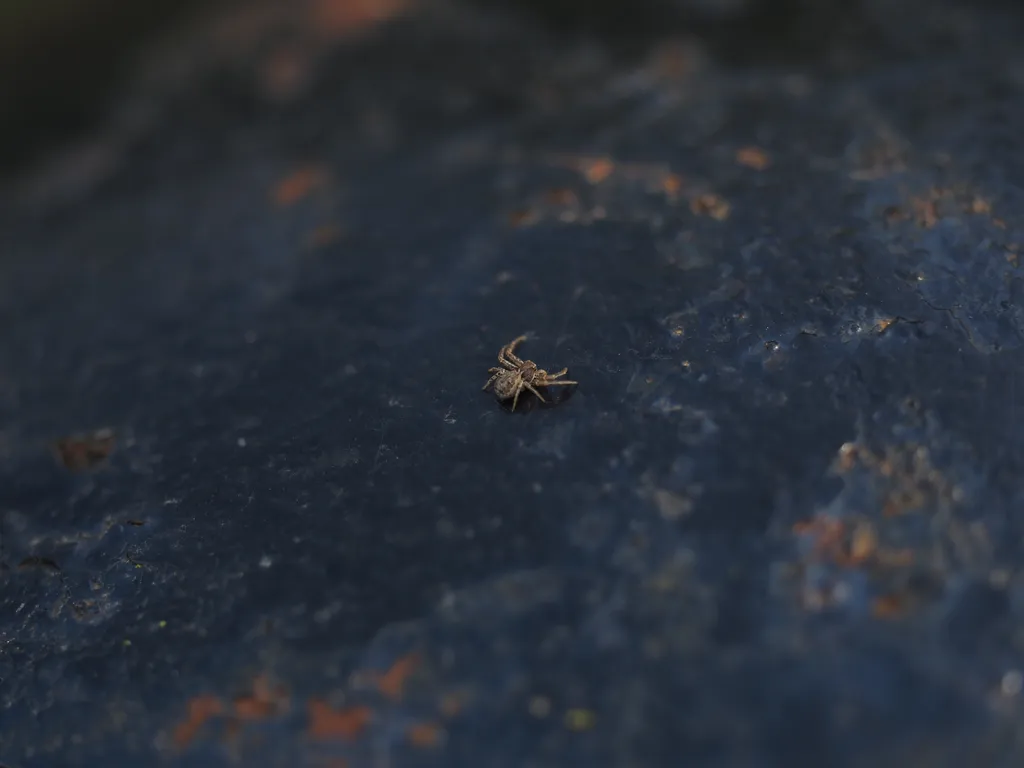 a tiny spider