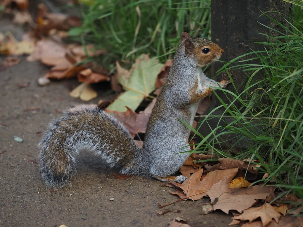 a squirrel resting against a fence post