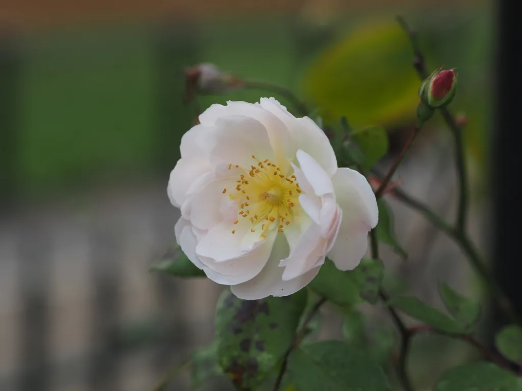 a white rose