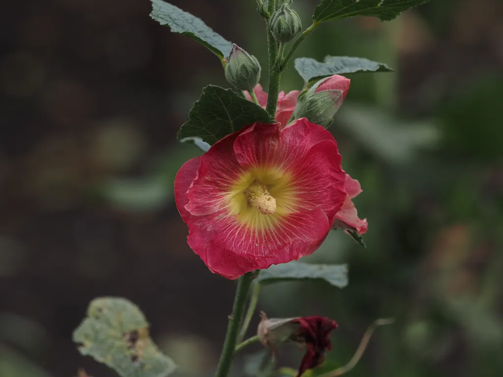 a red and yellow flower