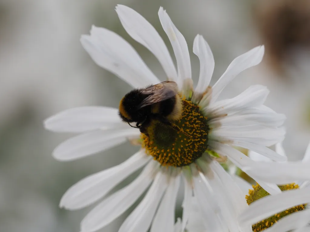 a bee on a flower