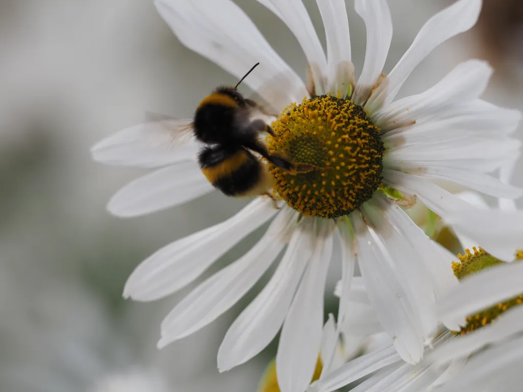 a bee on a flower