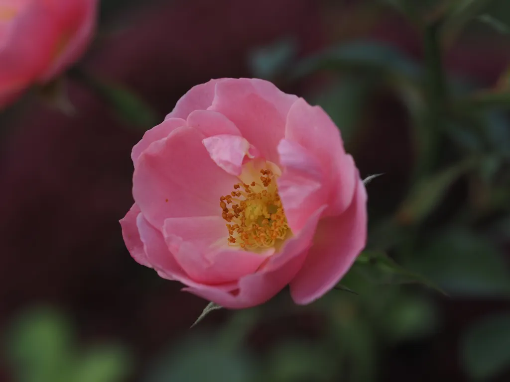 a pink flower