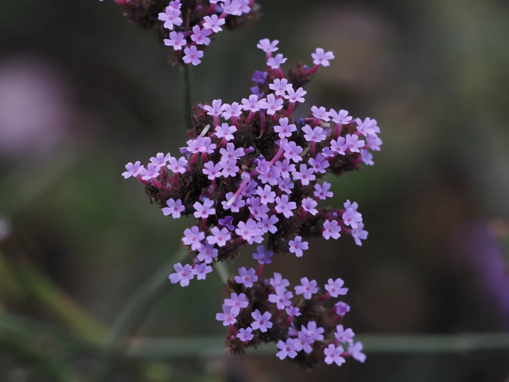 tiny pink-purple flowers