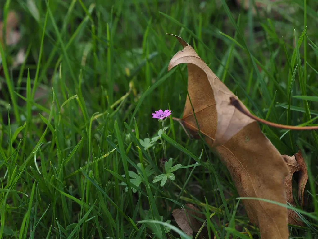 a tiny flower shielded by a fallen leaf