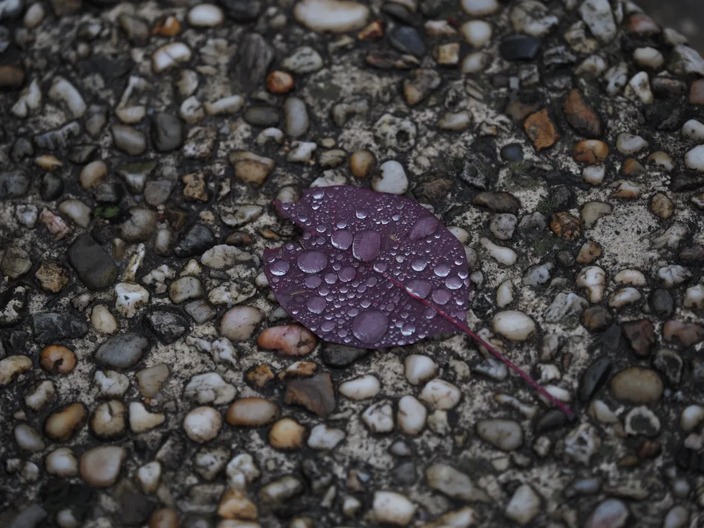 water droplets on a fallen purple leaf, making it blend in with the gravel beneath it