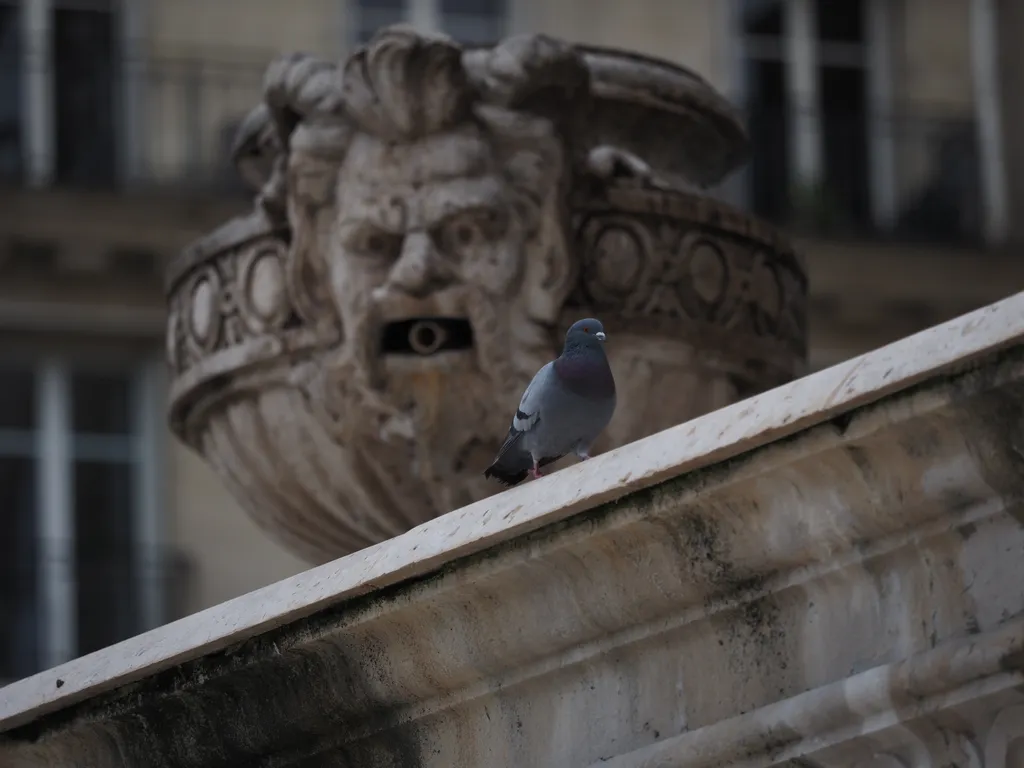 a pigeon standing on the edge of a fountain, in front of a grotesque face. in the mouth of the grotesque is a pipe that would shoot water if the fountain were on