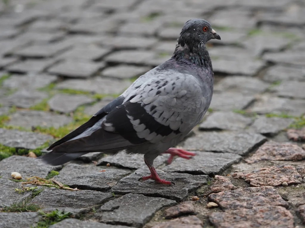 A pigeon walking along a cobblestone square