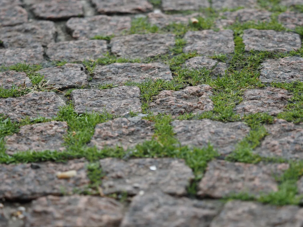 moss growing between cobblestones