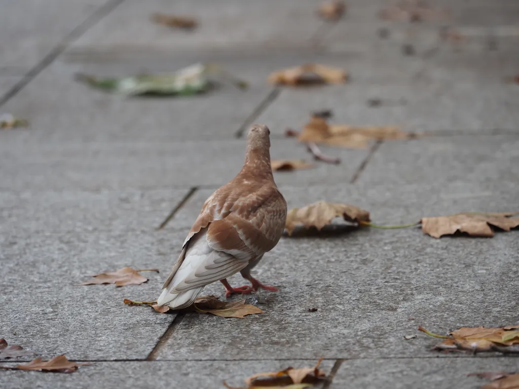 a brown and white pigoen facing away from the camera