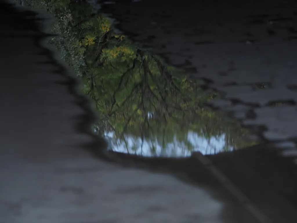 trees reflected in a puddle