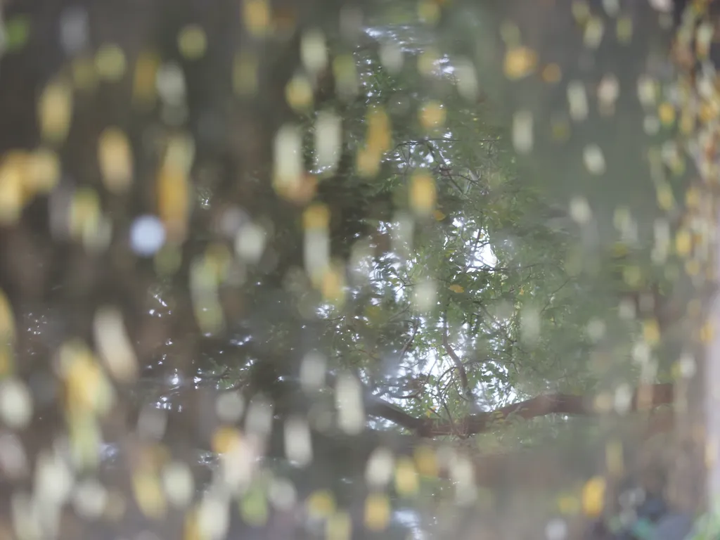 trees reflected in a leaf-covered puddle