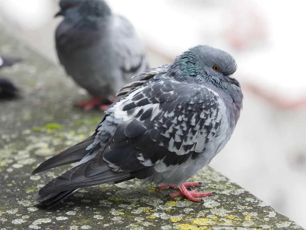 pigeons hanging out by a canal