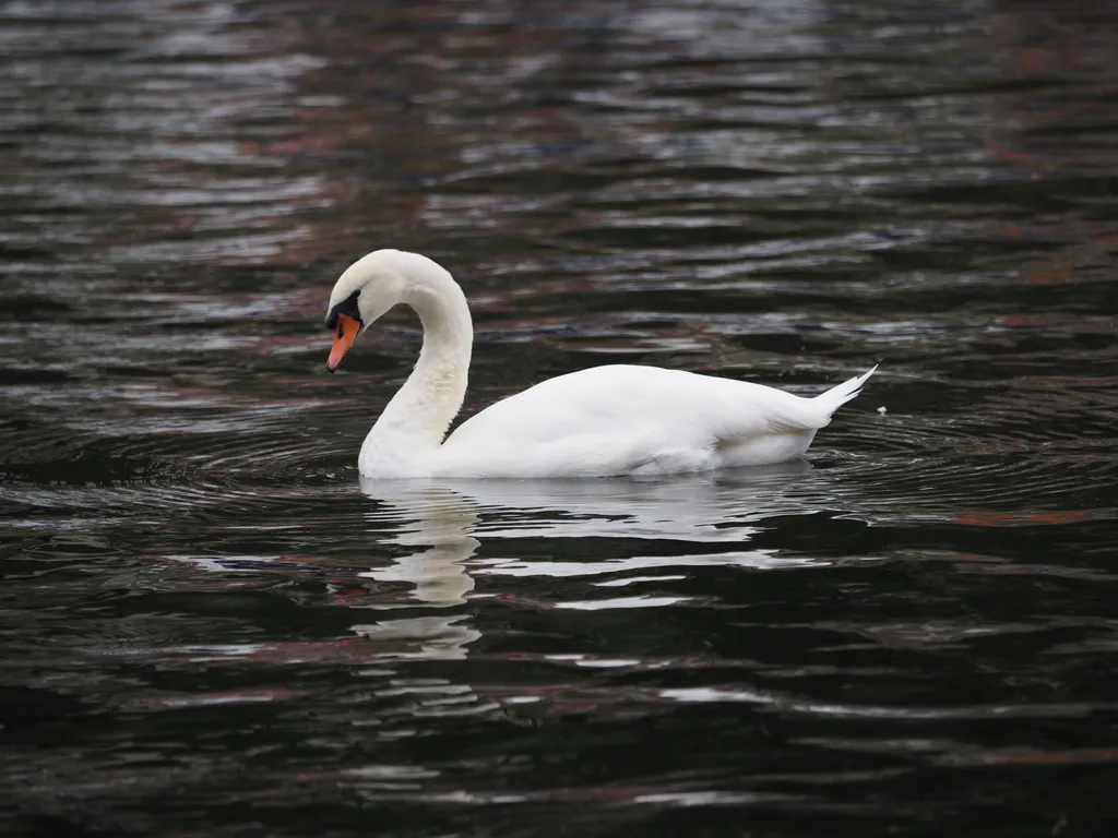 a swan in a canal