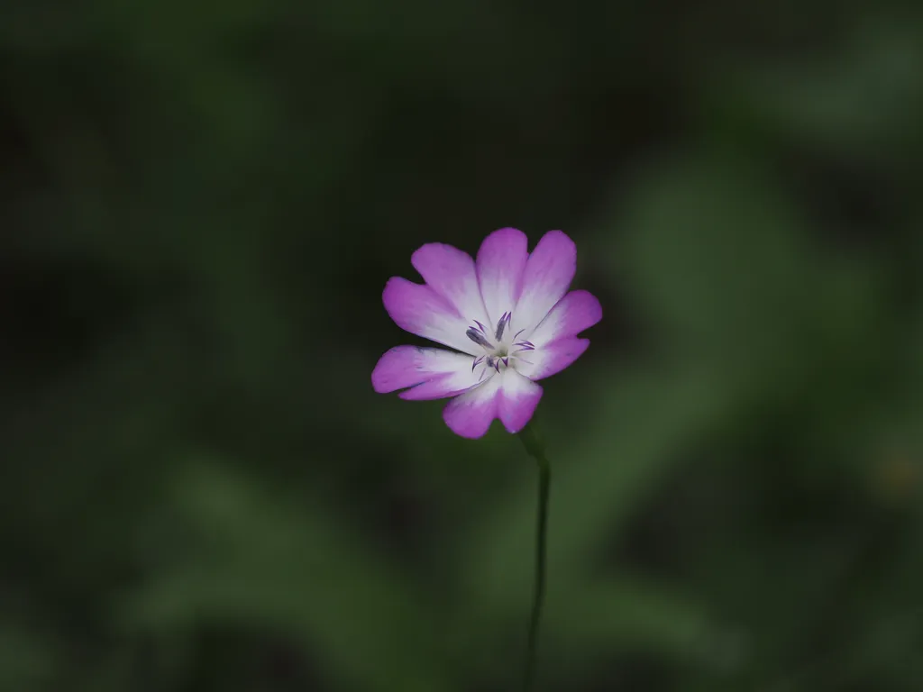 a small white flower with pink tips