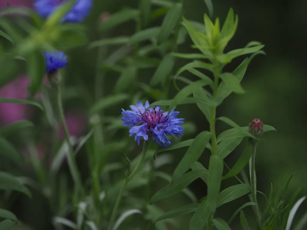 blue and purple flowers