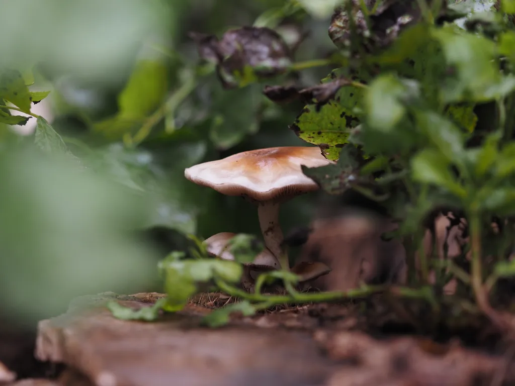 a mushroom growing in a stump