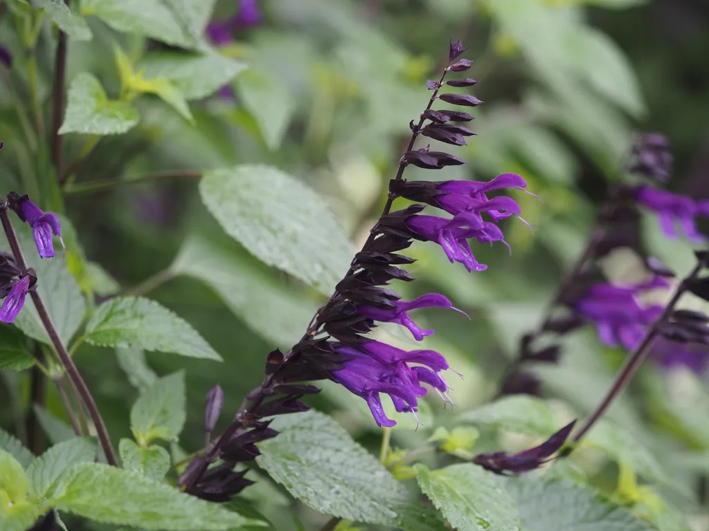 purple flowers