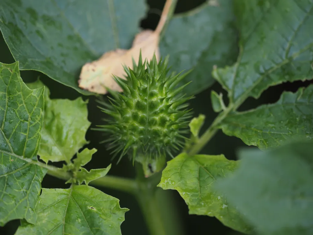 a spiky seed pod on a plant