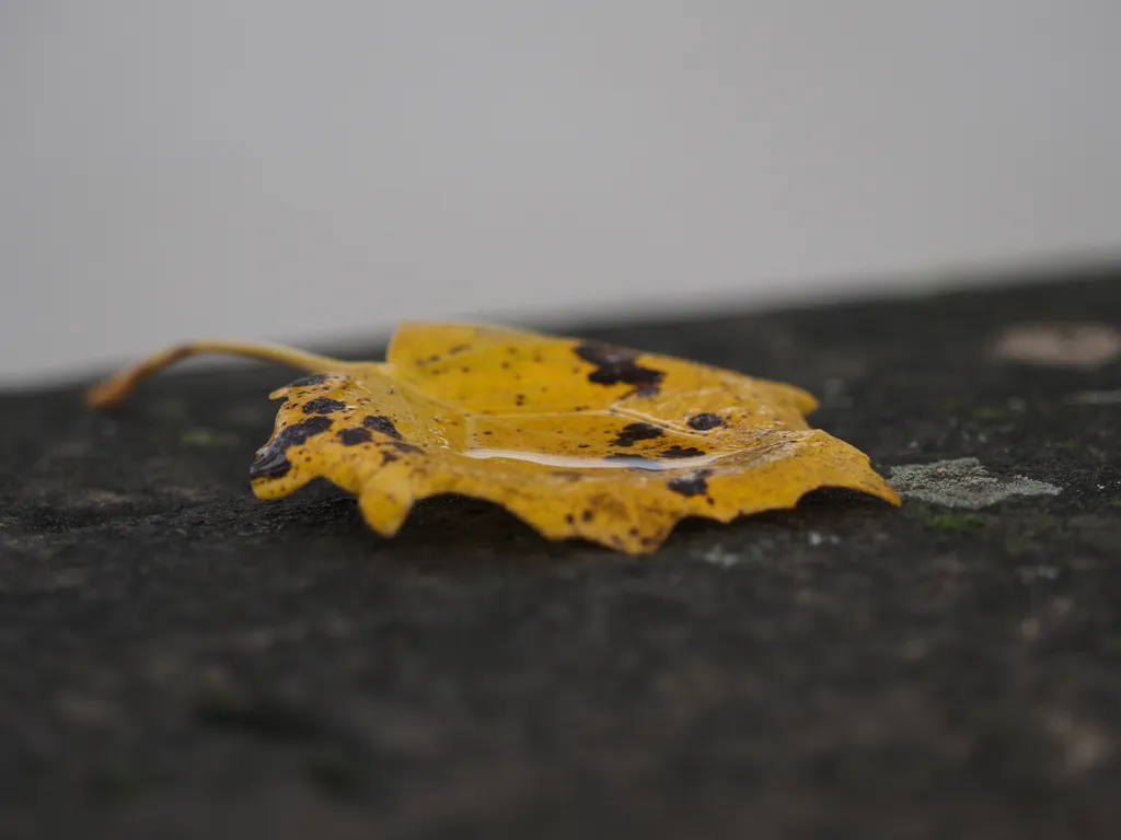 a tiny puddle in a fallen leaf