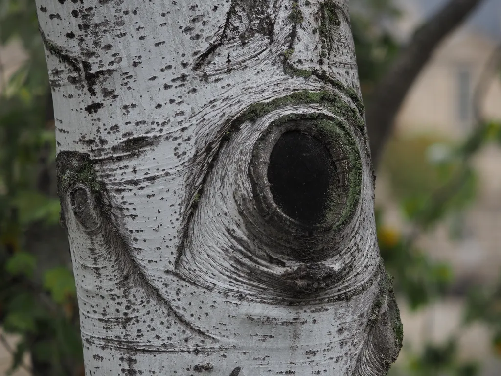 an eye in a willow tree