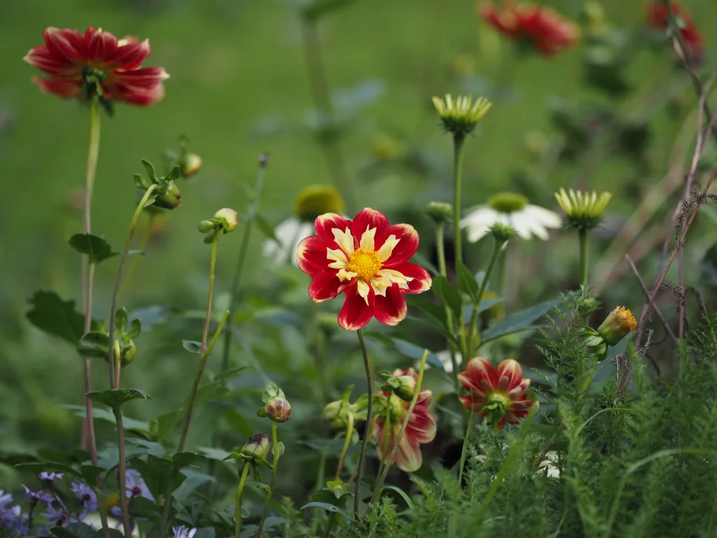 flowers