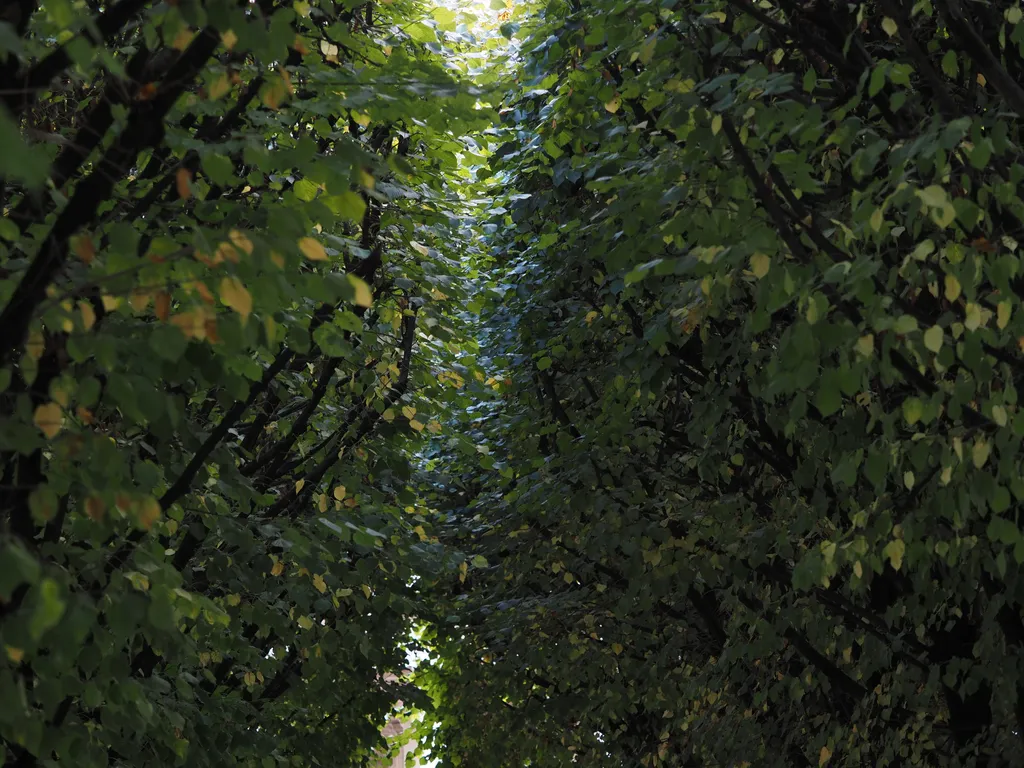 straight rows of trees in a french garden