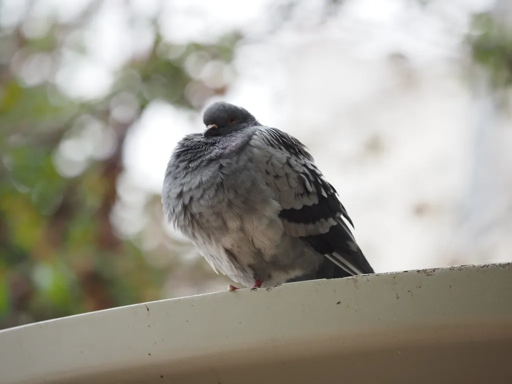 a pigeon with puffed up chest