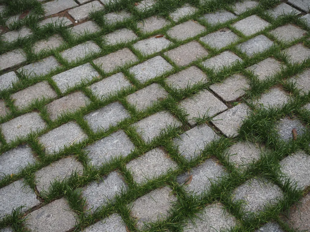 grass growing between stones