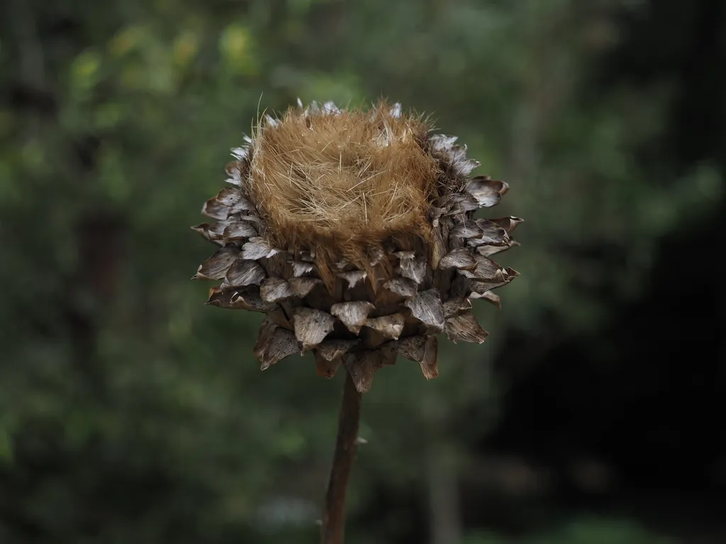 a wilted artichoke flower