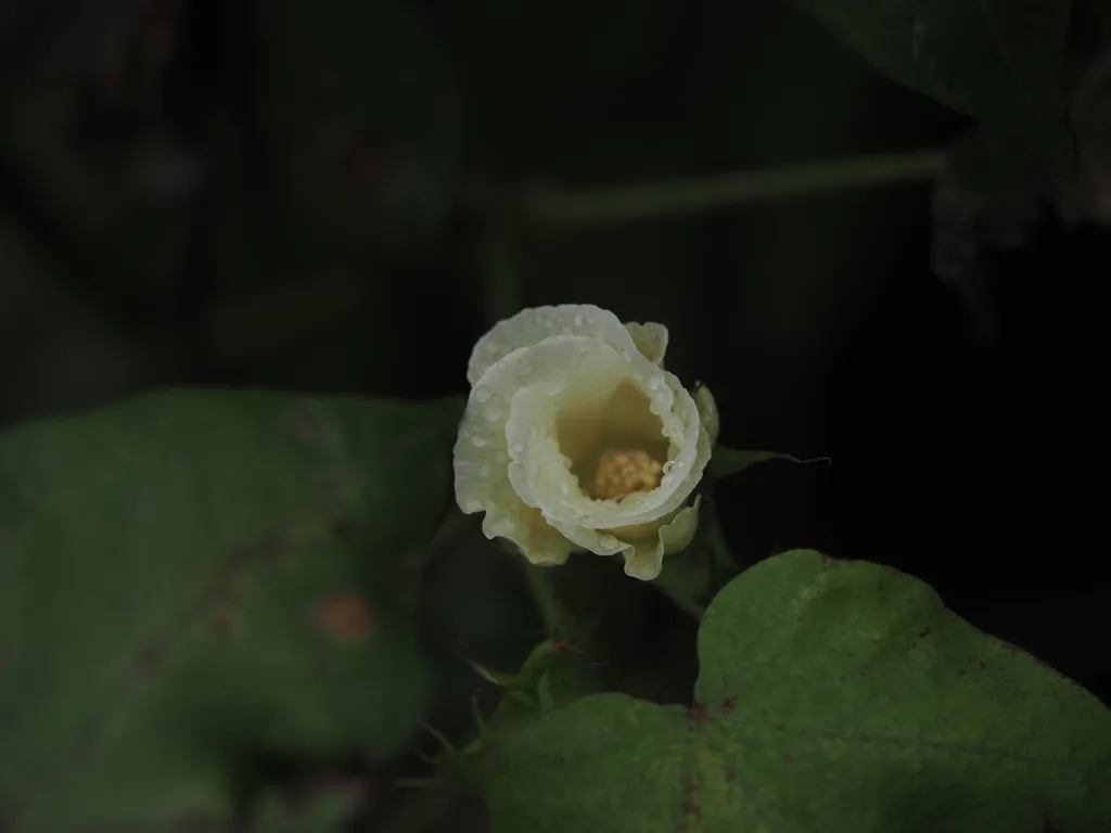 water droplets on a white flower