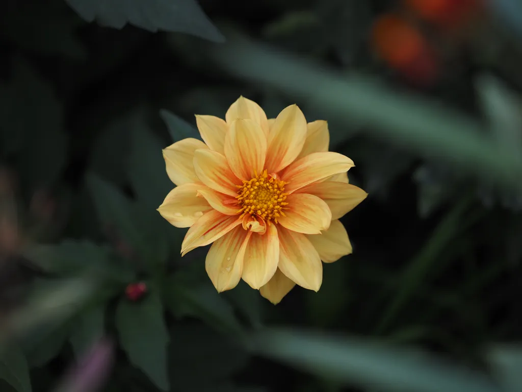 a yellow flower