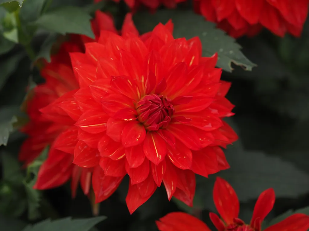 a red flower