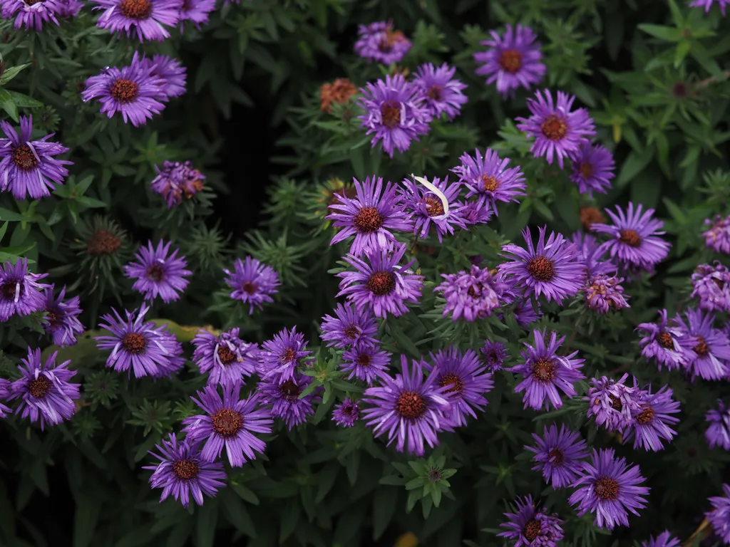 vibrant purple flowers