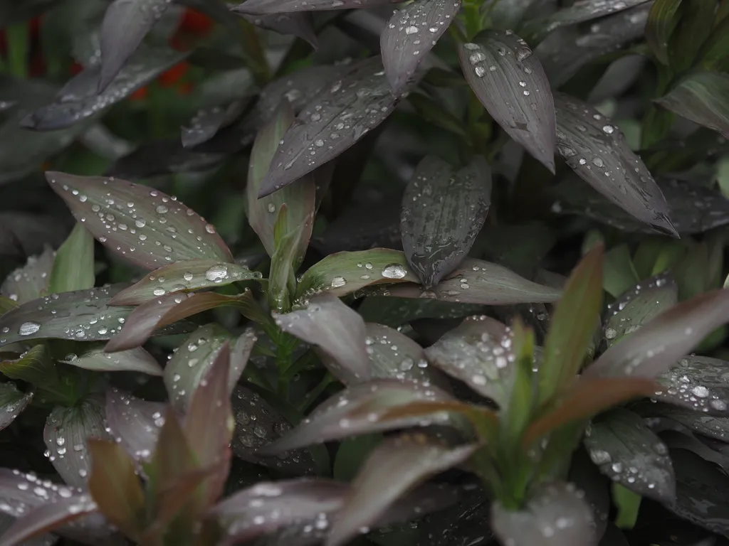 water droplets on green plants