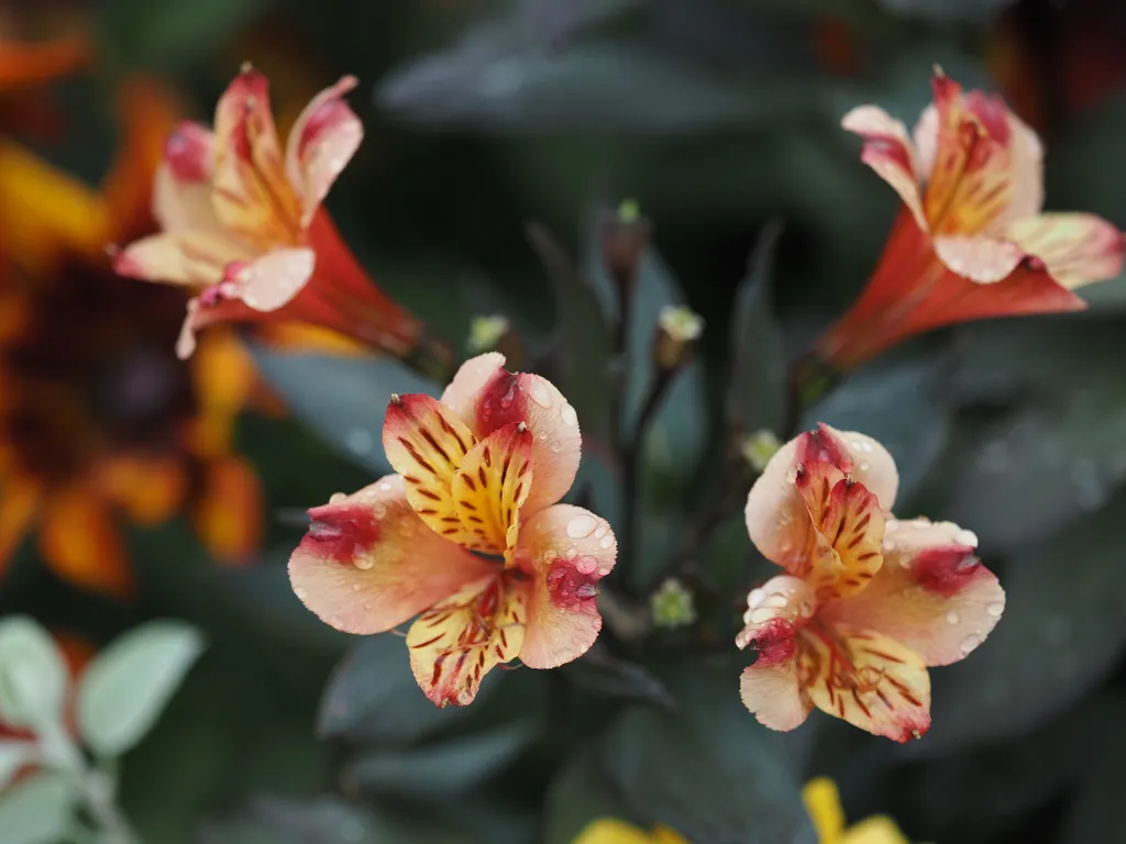 red, pink, and yellow flowers