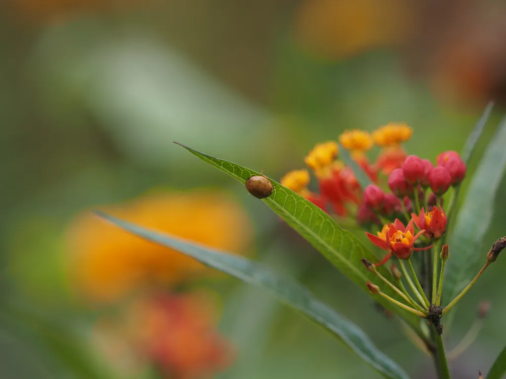 a ladybug on a leaf