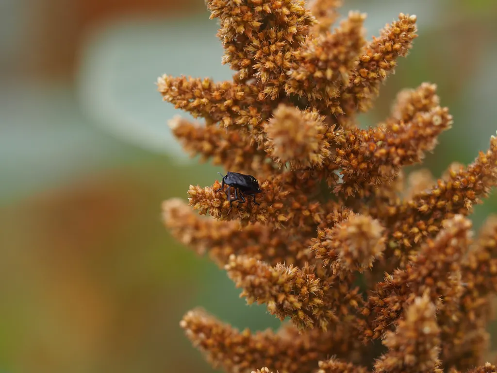 a black bug on an orange plant