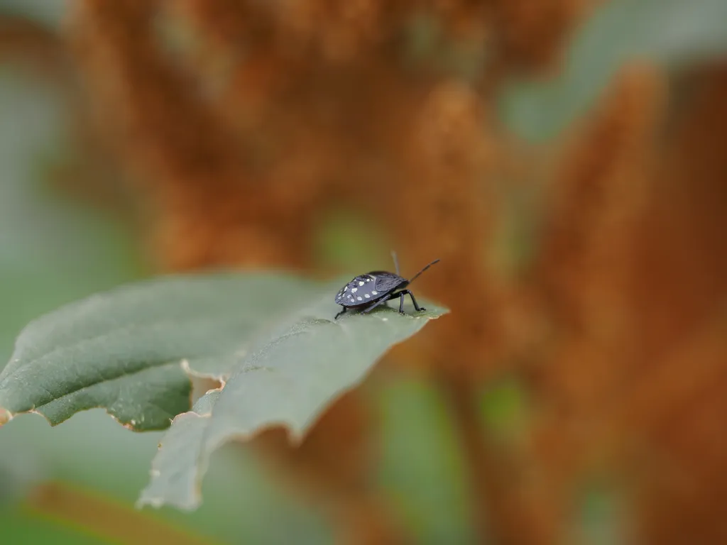 a black bug with white spots on a leaf