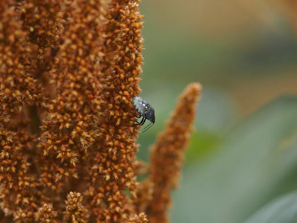 a black bug beginning to turn green on an orange plant