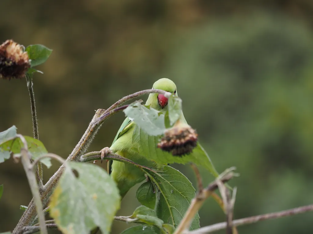 a green bird on a sunflower stalk