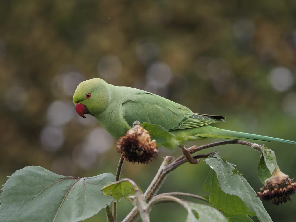 a green bird on a sunflower stalk