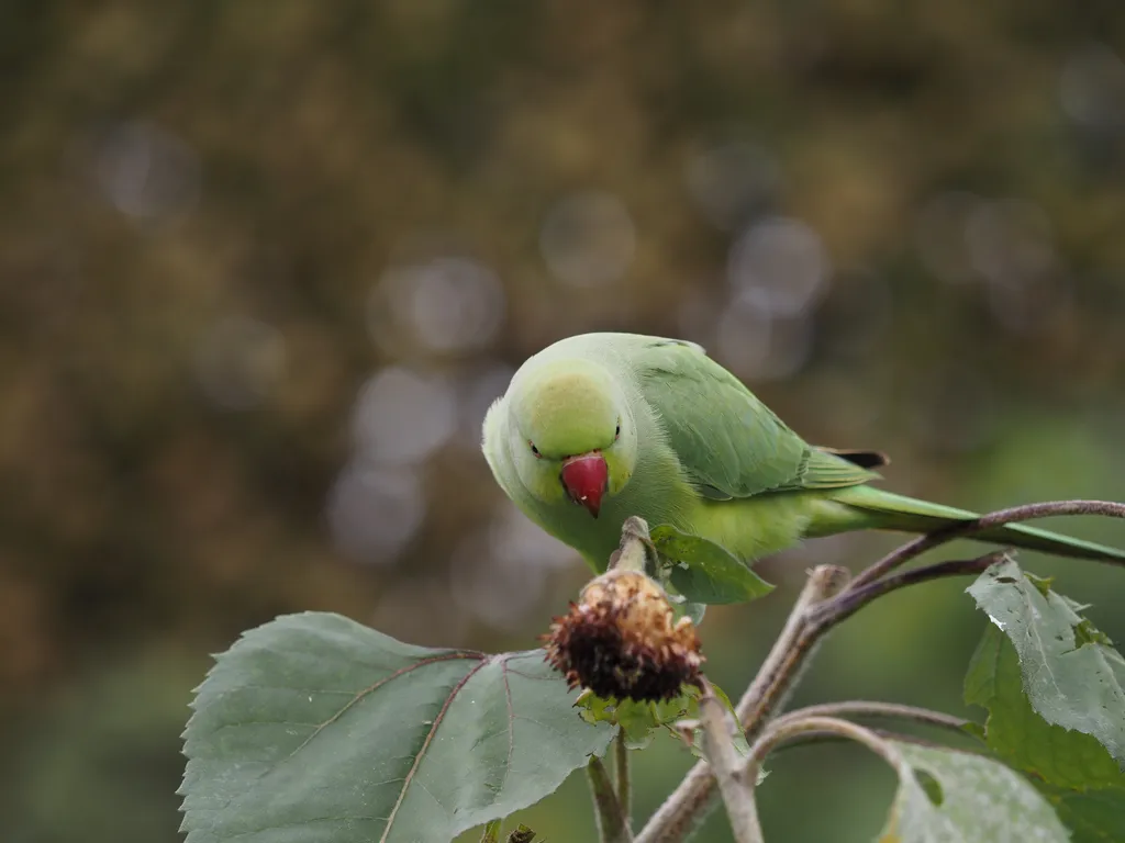 a green bird on a sunflower stalk