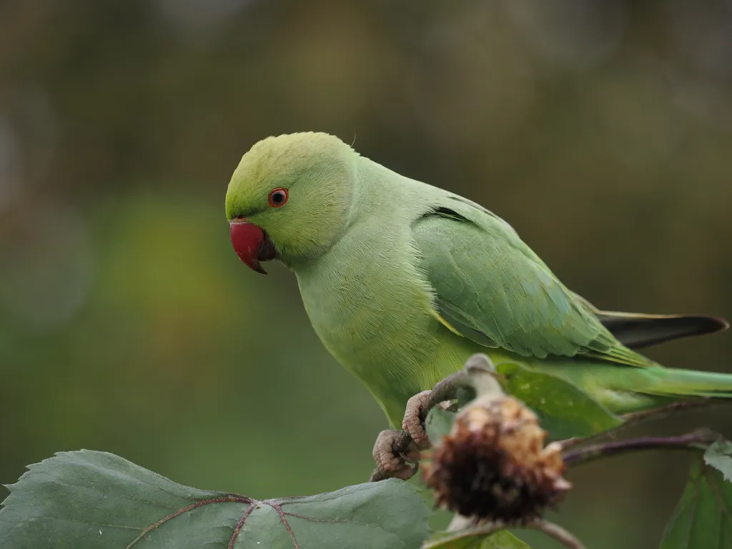 a green bird on a sunflower stalk