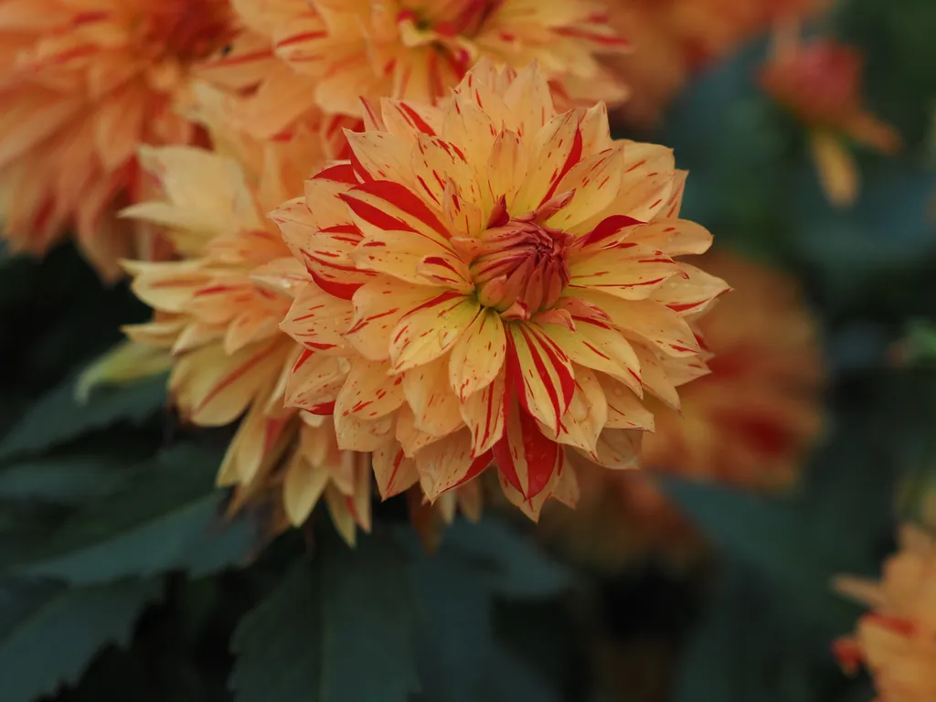 yellow and red flowers