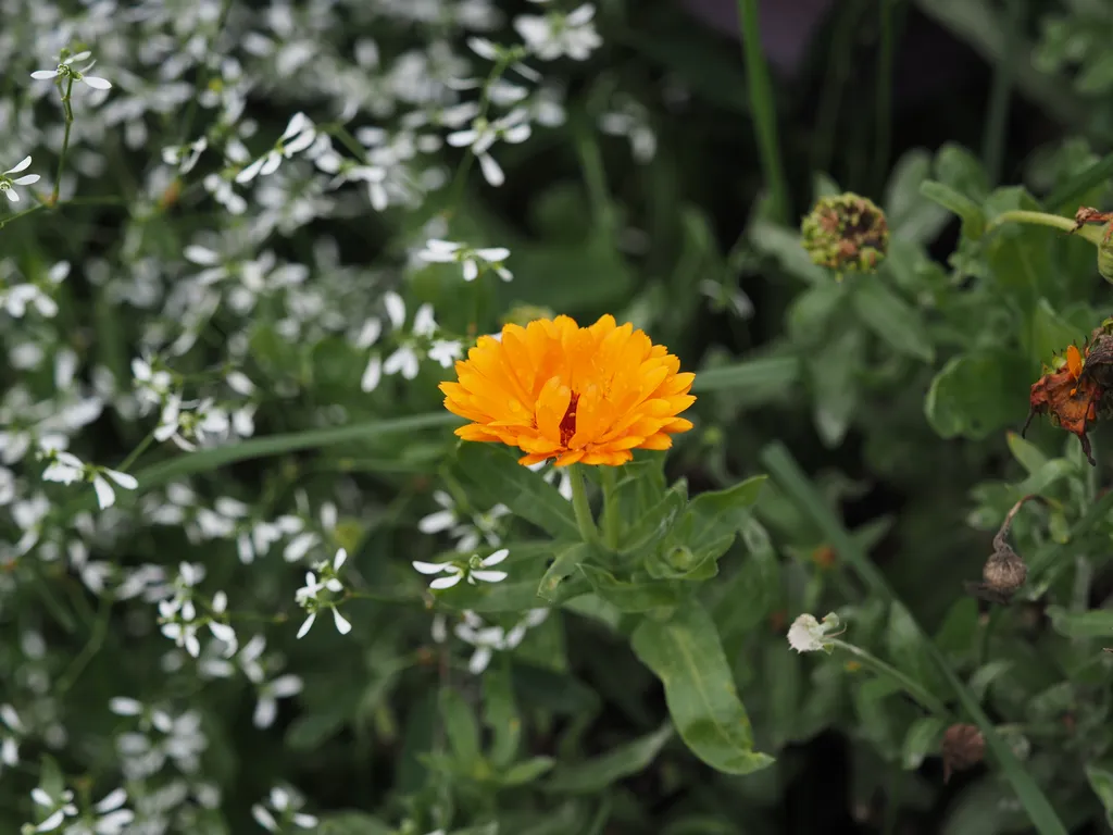 an orange flower